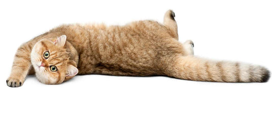 Cat Shows at the Purebred Level