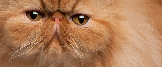 Cat Fanciers Association Overview