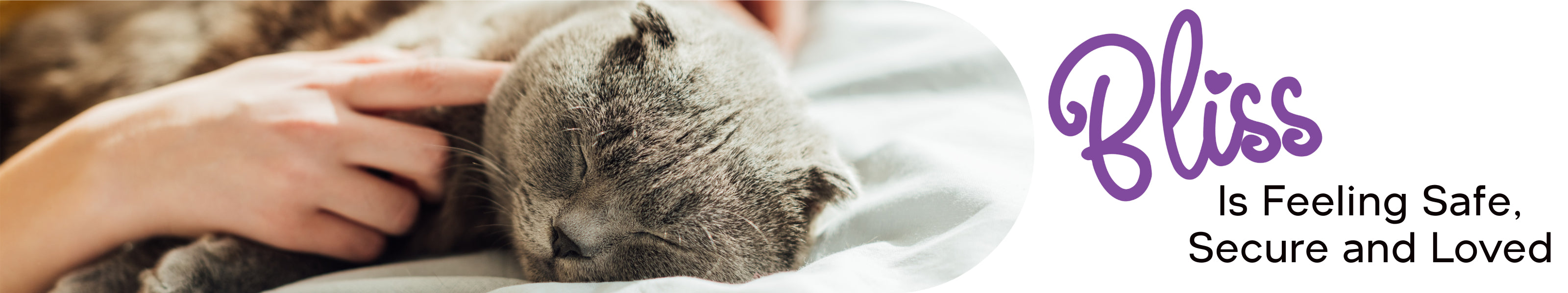 Thumbnail for Aromatherapy For Cat Relaxation