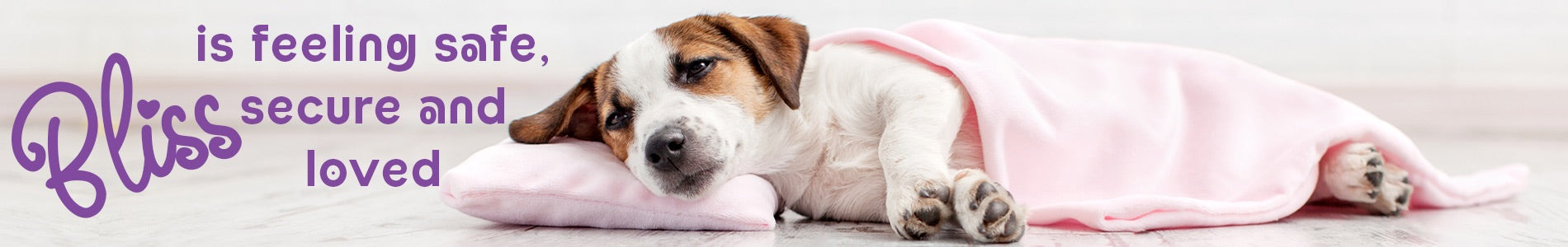 Dog Aromatherapy