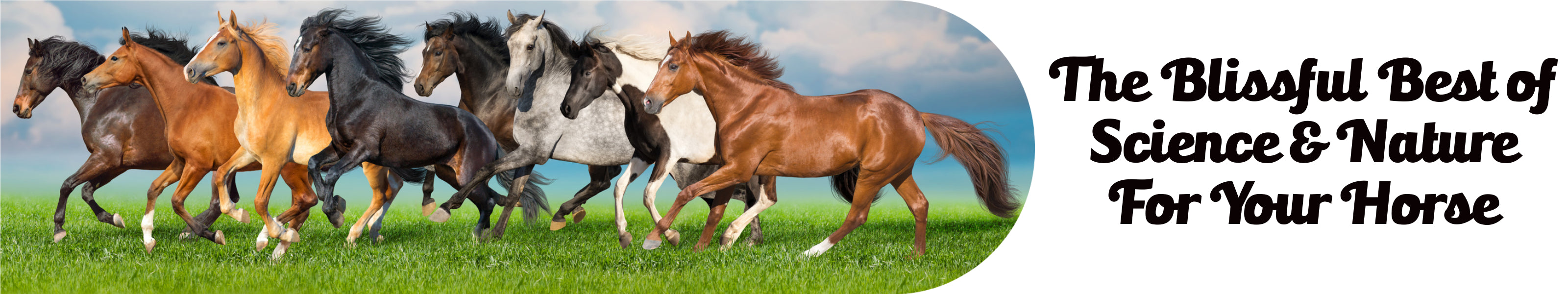 Equine Insect Control