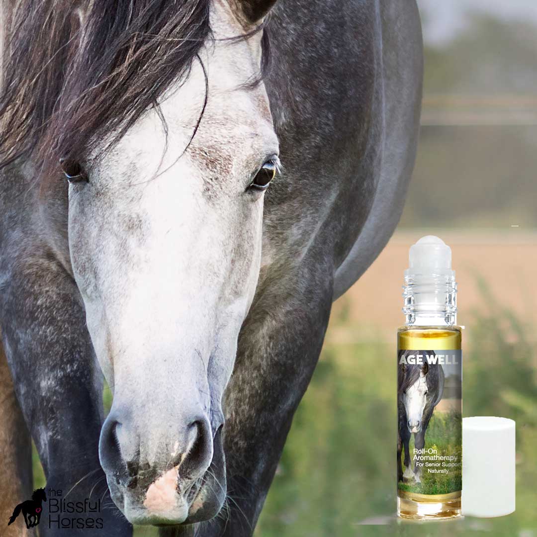 old horse with grey face