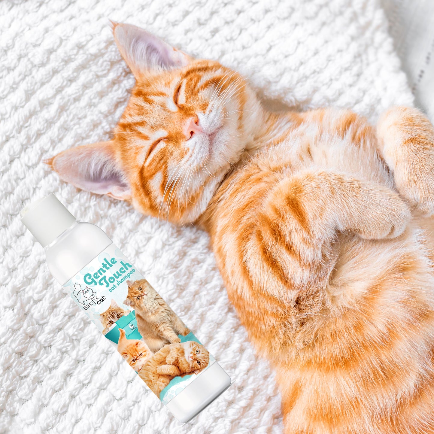 gentle touch cat and kitten