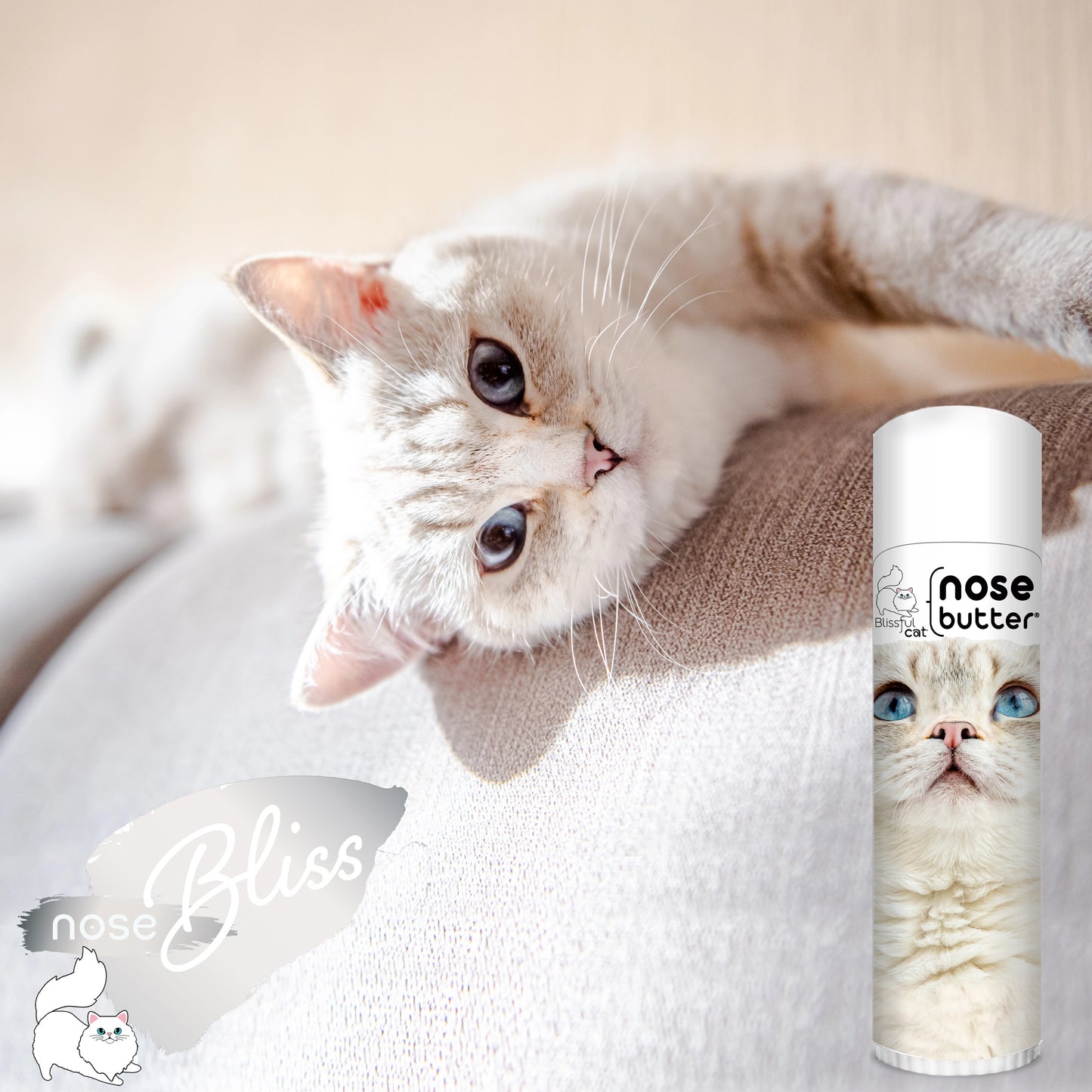 cat nose is dry and rough