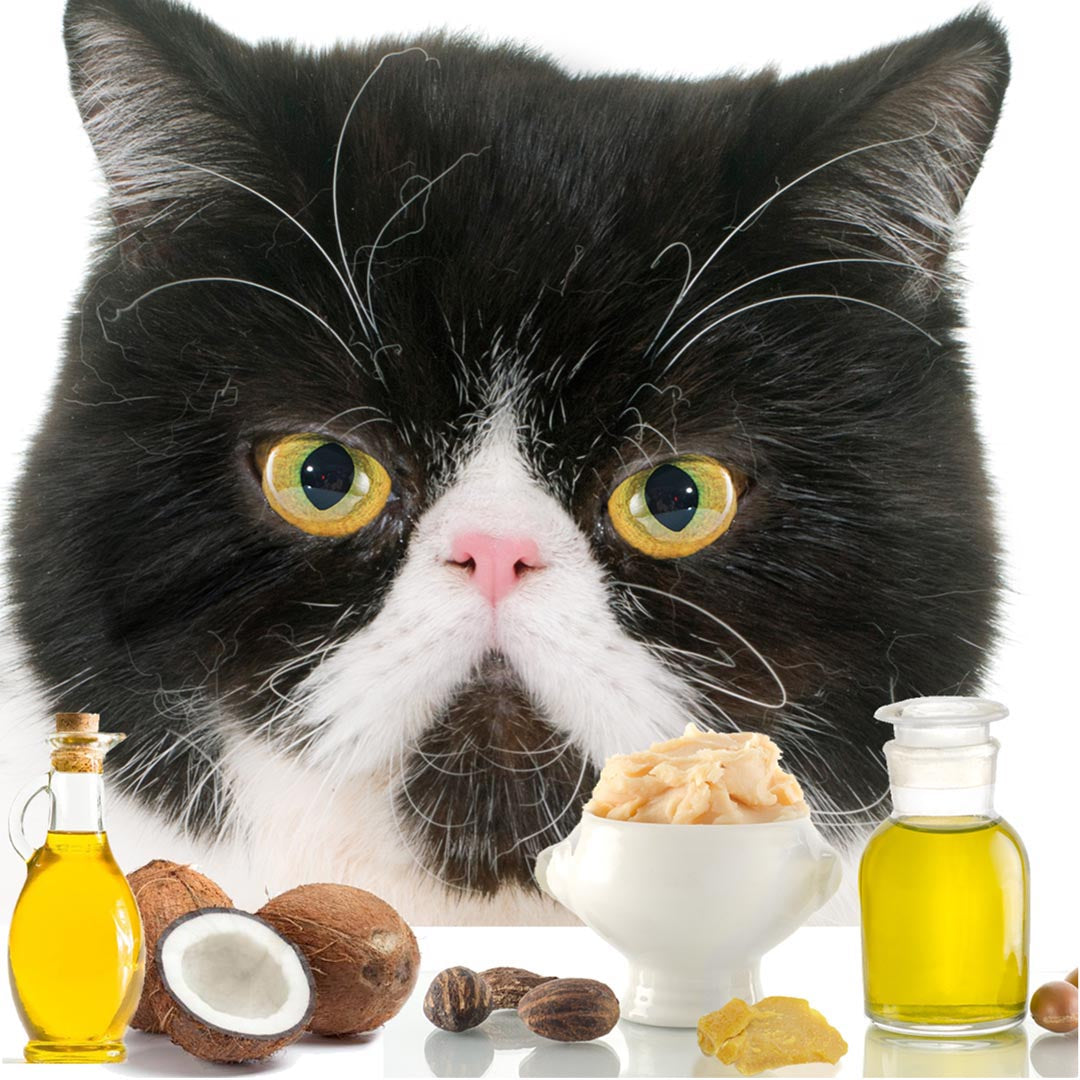 all natural cat nose butter