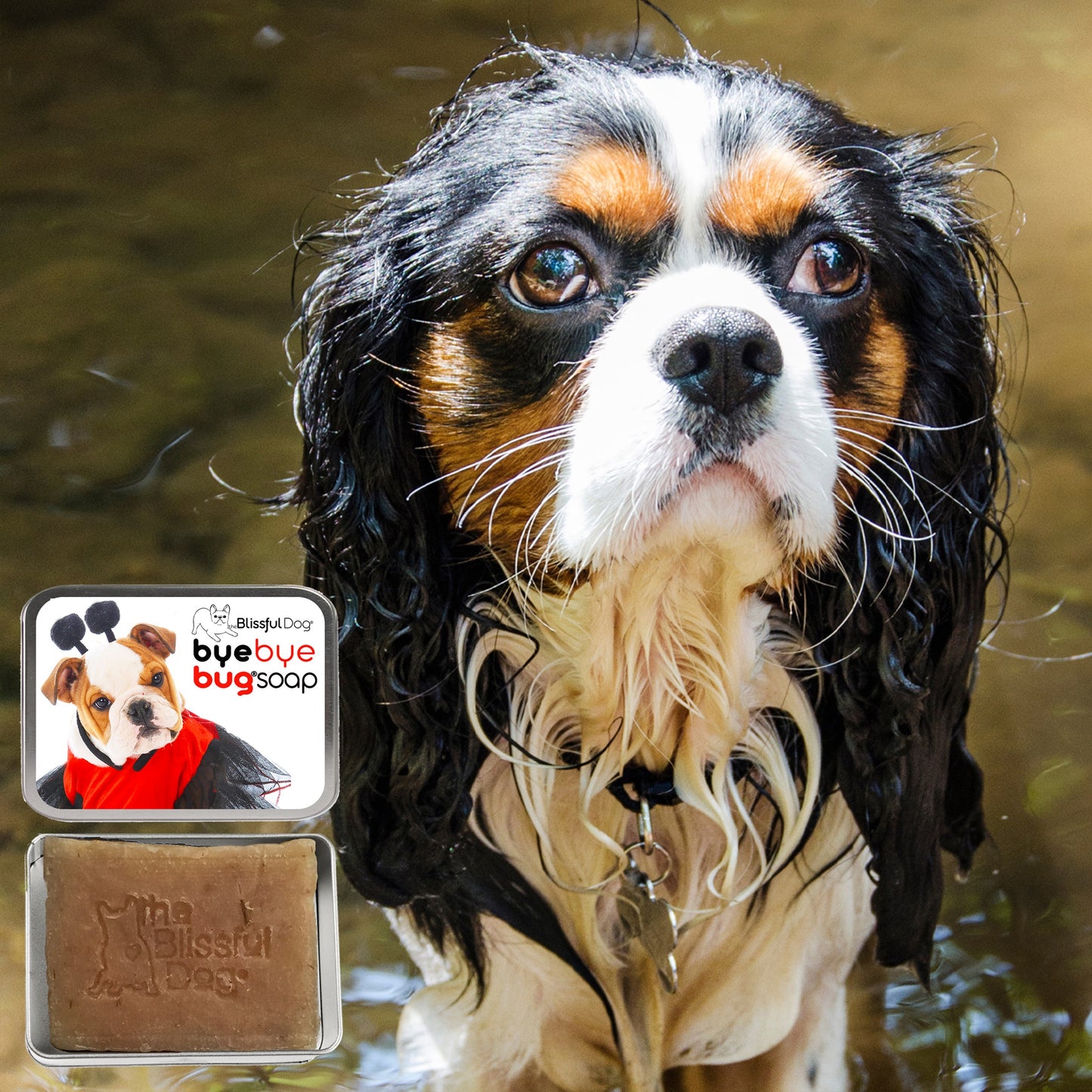 Bye Bye Bug® Combo Kit for Dogs