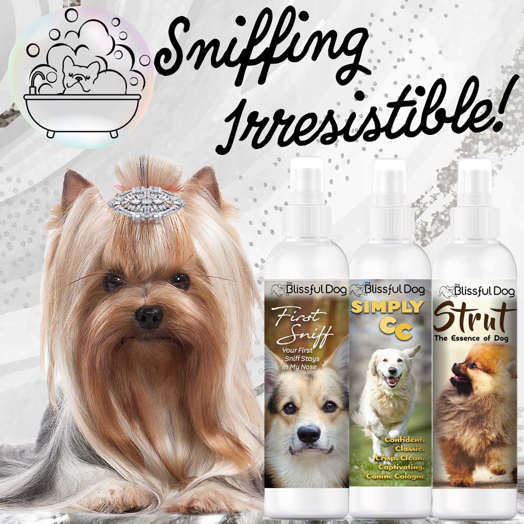 🎁 Sample Size Cologne (100% off)