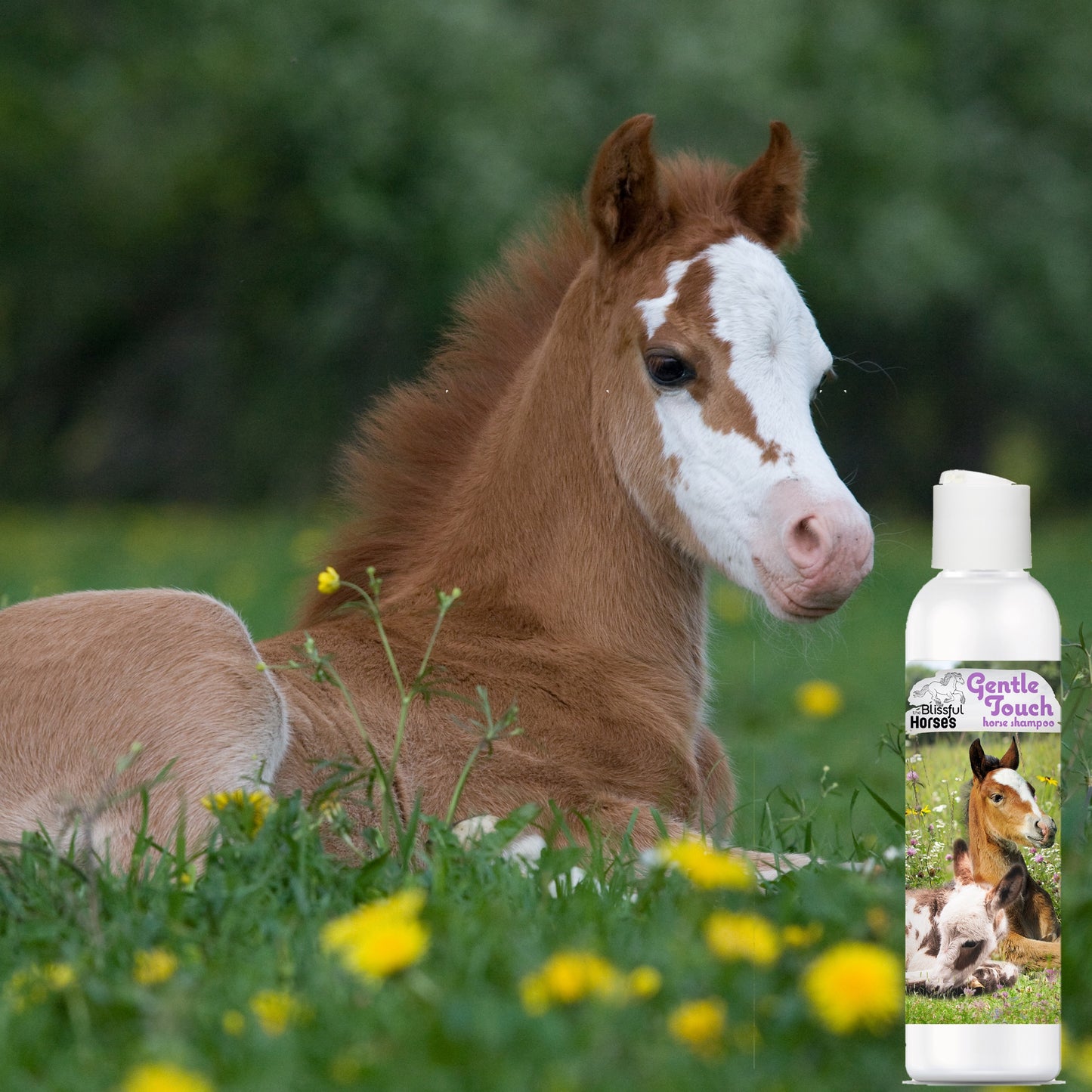Gentle Touch Horse Shampoo & Soap