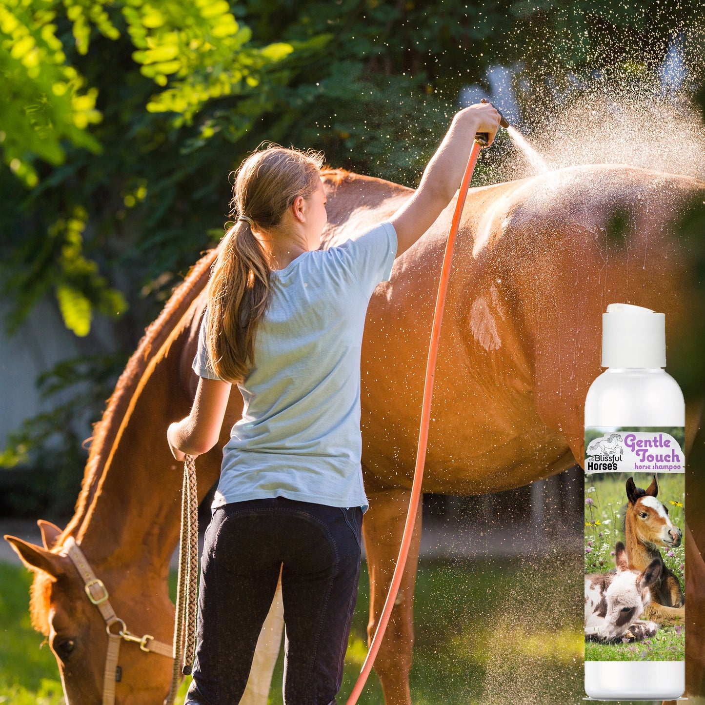 bathing horse with gentle touch