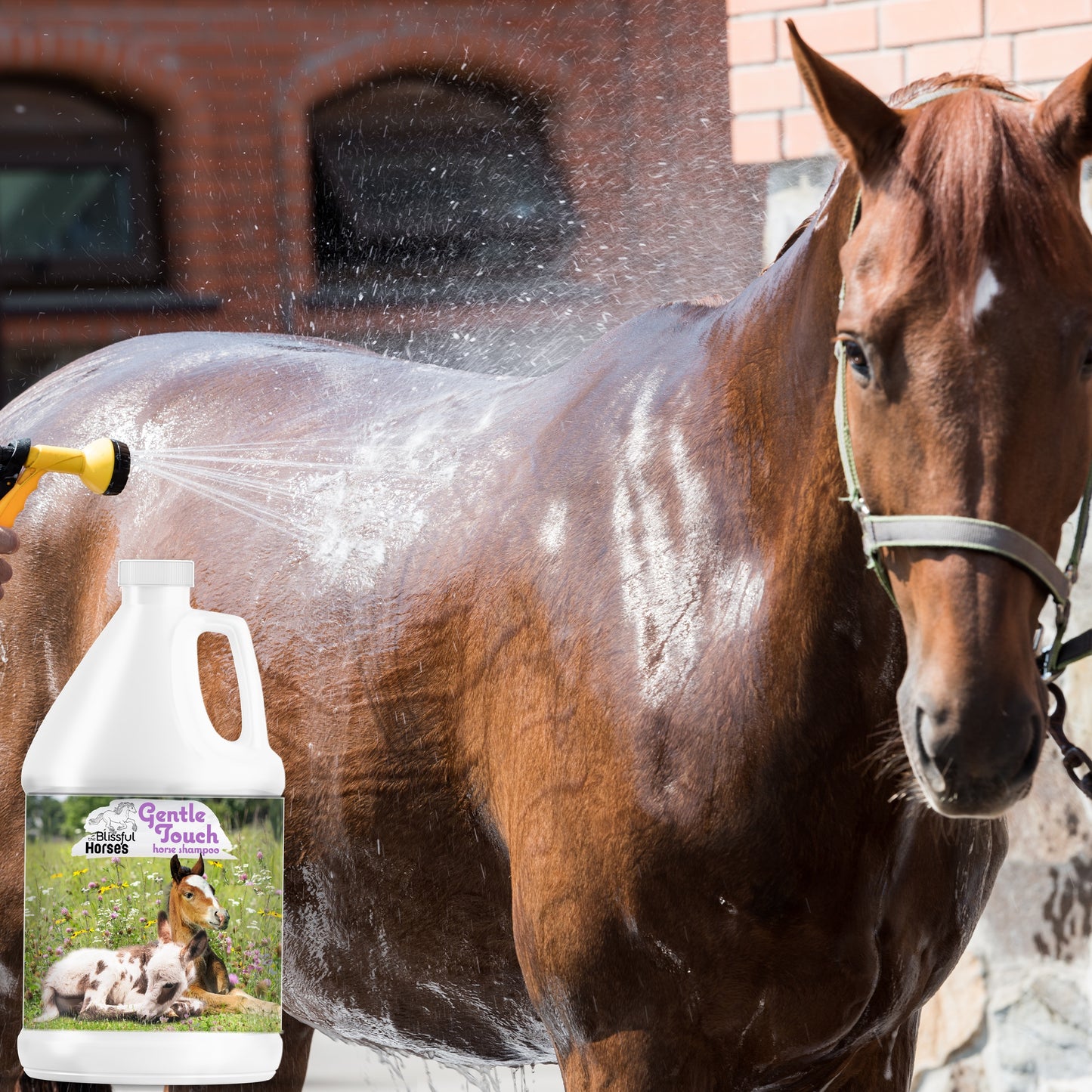 bathing horse