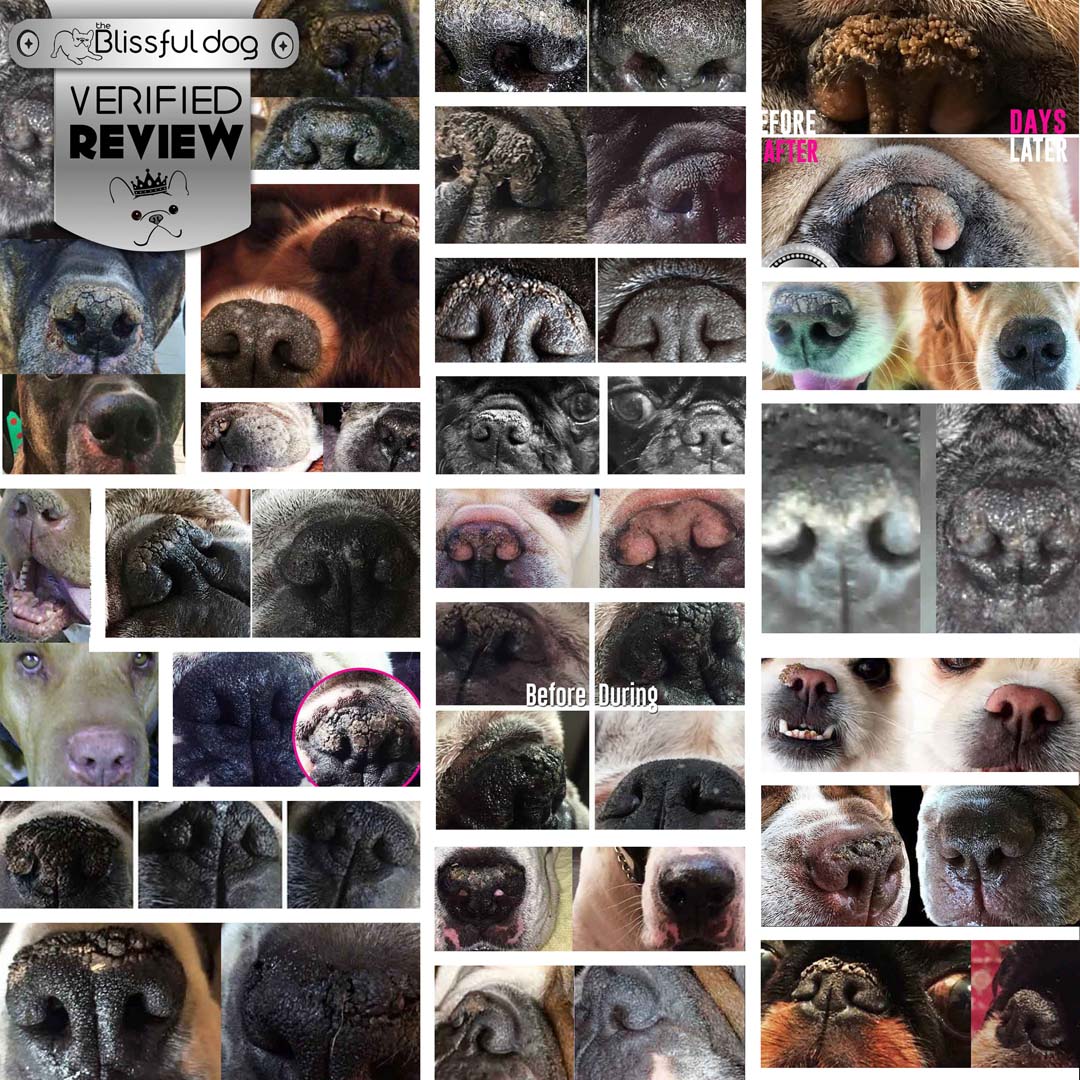 dog nasal hyperkeratosis