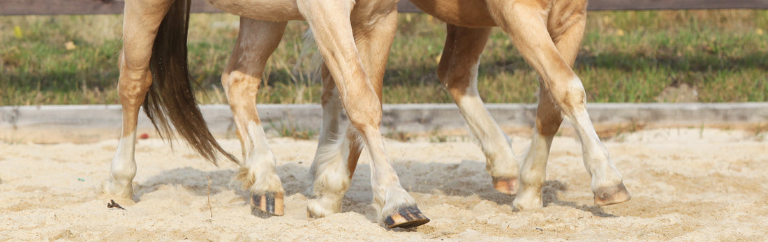 Horse Hoof Care in Droughts and Dry Weather