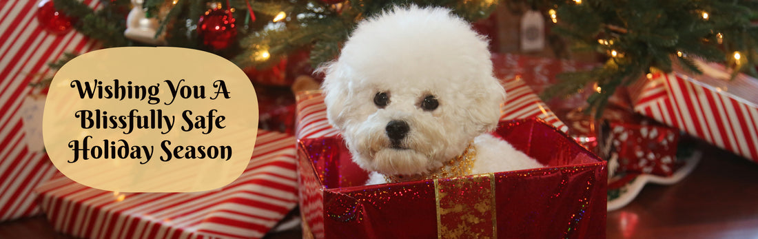 Pet Wellness and Safety Tips During the Holidays