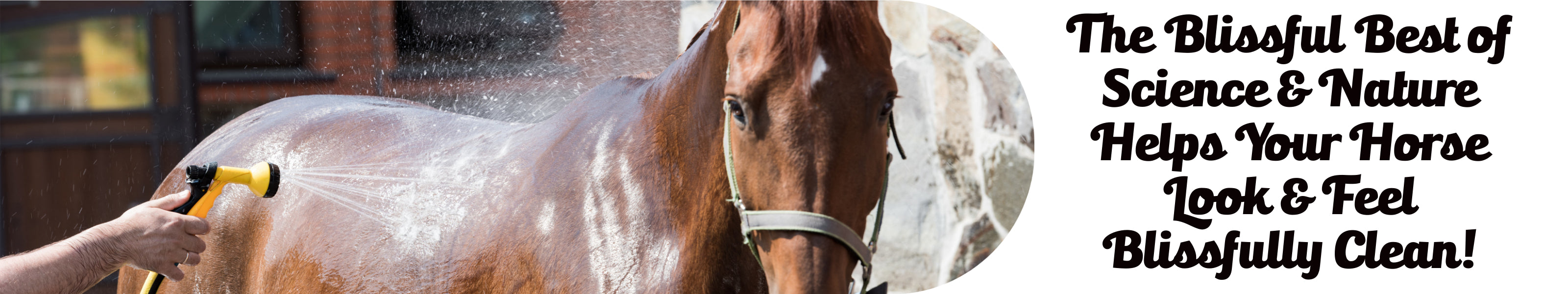 Horse Grooming