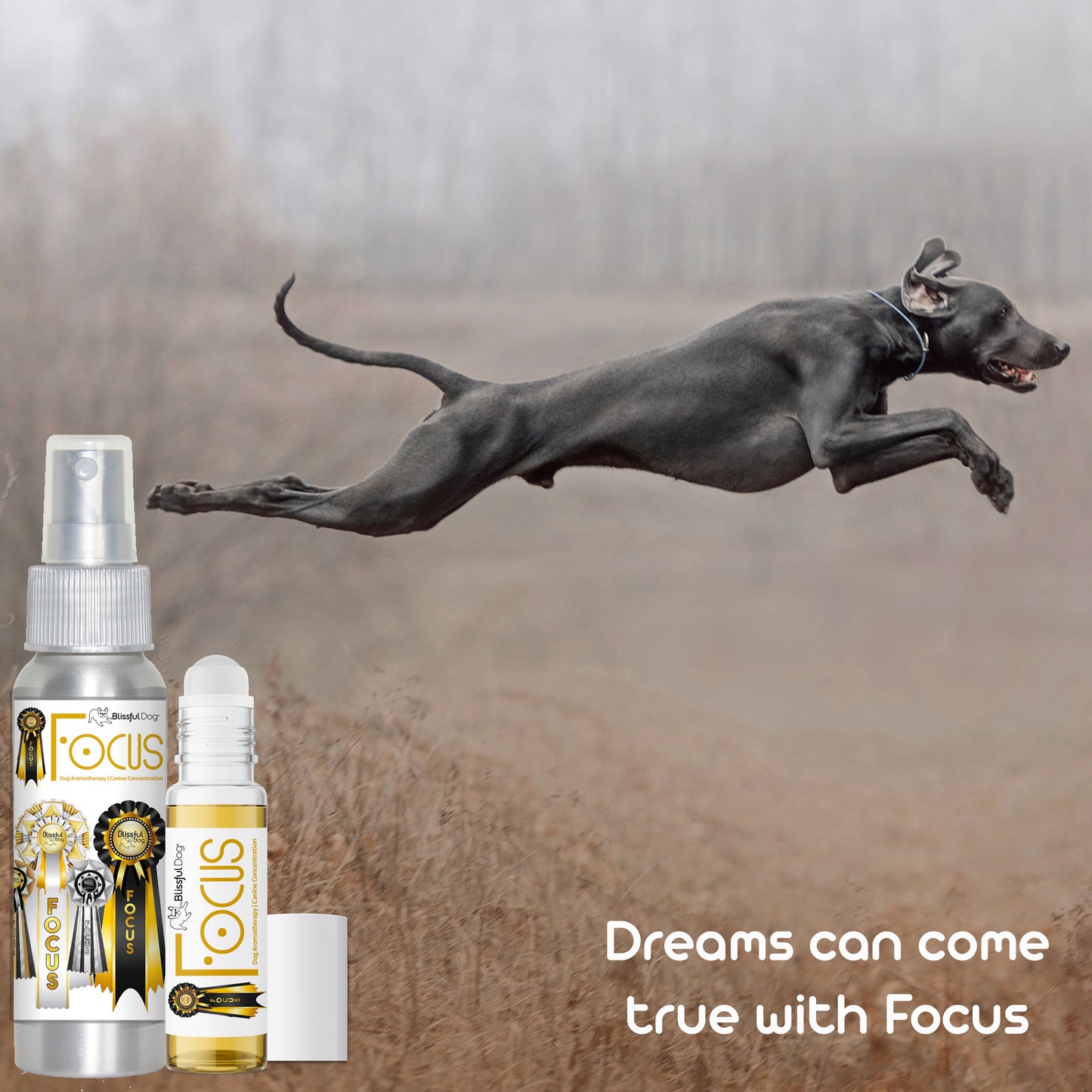 Focus Dog Aromatherapy