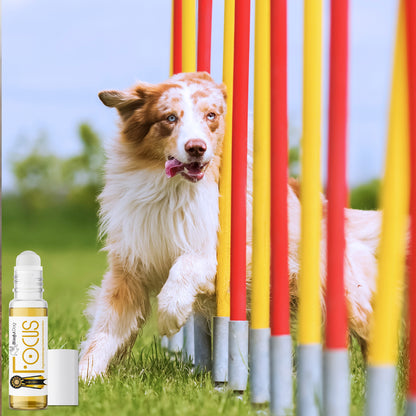 Focus Dog Aromatherapy