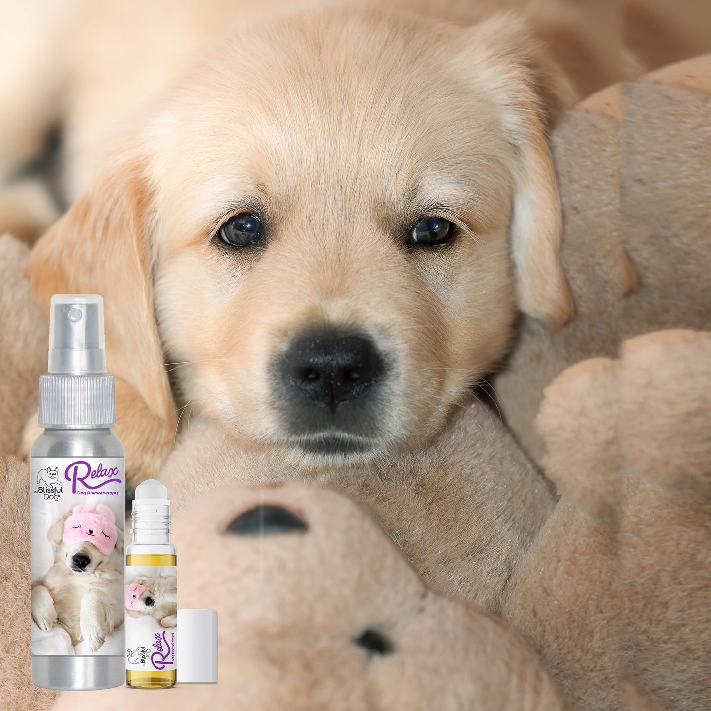 Relax Dog Aromatherapy